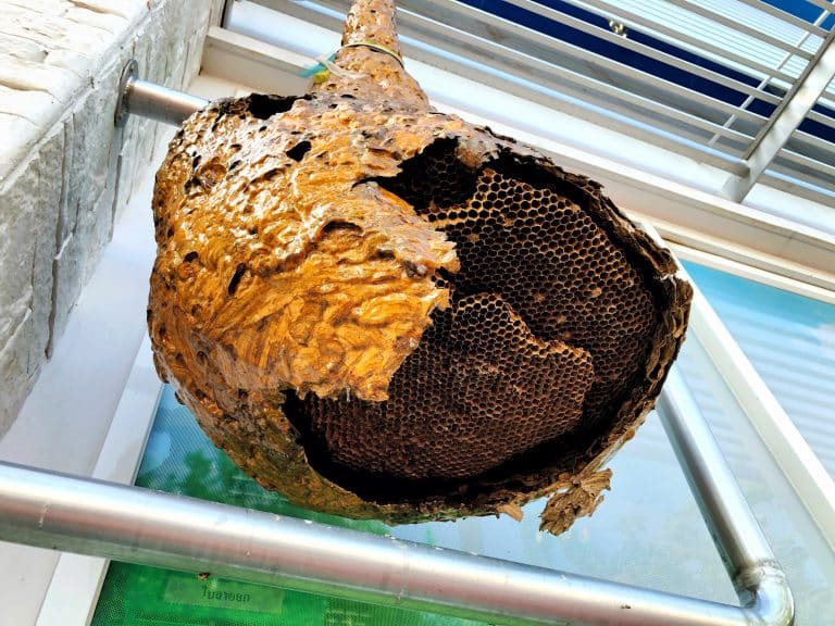 Se débarrasser des nids de guêpes : comment ?